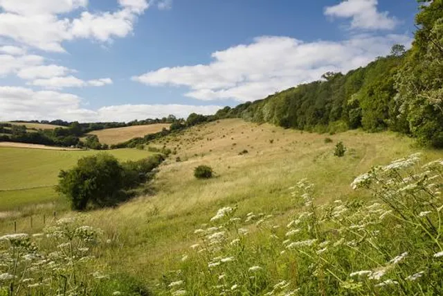 Chiltern Nature - Yoesden