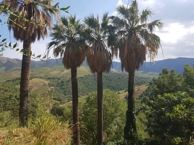 Méditerranéen du Mas de la Serre Garden