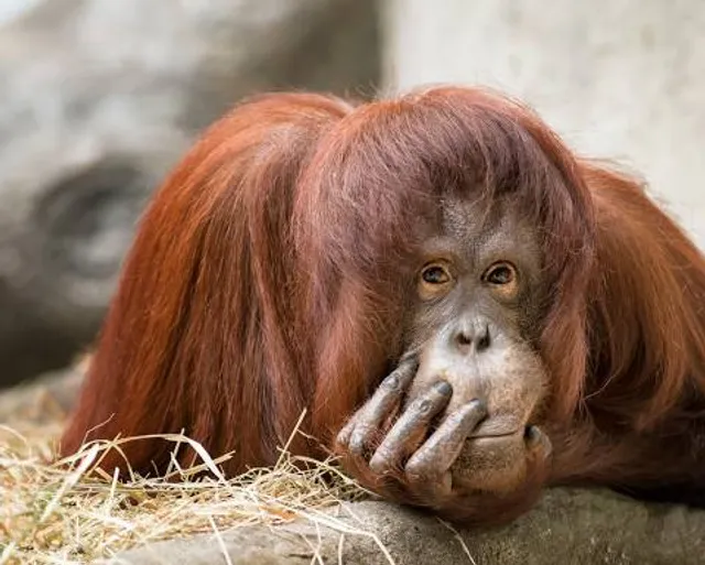 Simon Skjodt International Orangutan Center