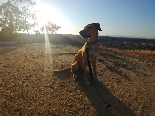 Ann D. L'Heureux Dog Park