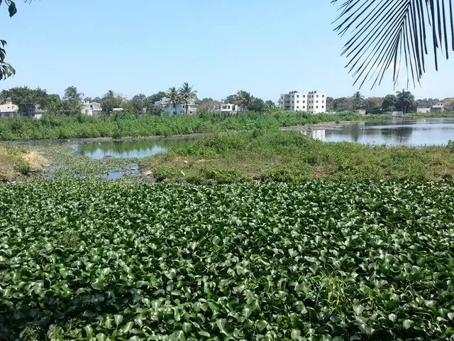 Laguna Nuevo Amanecer