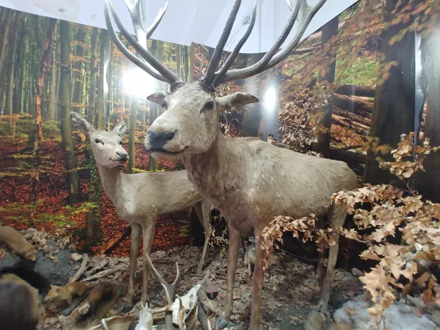 Natural History Museum