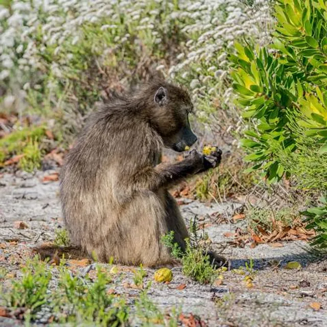 John Neal Memorial Park
