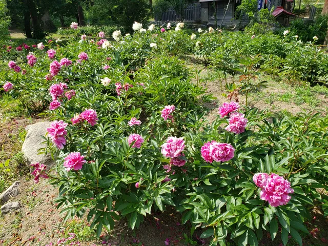 photo-1