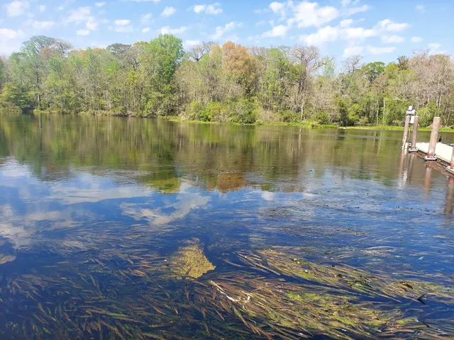 Wakulla River boat tour