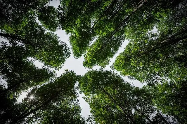 Centro Recreativo Bosque de la Hoja