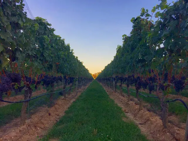 Clovis Point Vineyard & Winery