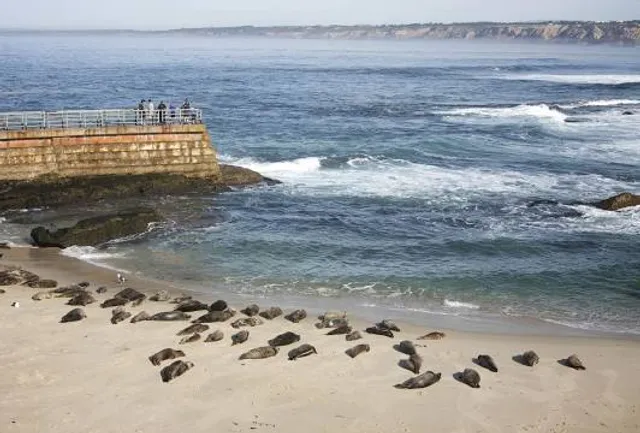 Children's Pool La Jolla