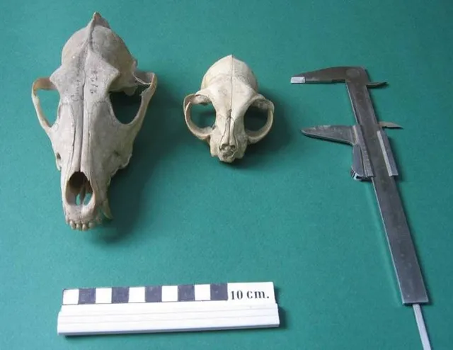 Museum of Veterinary Anatomy