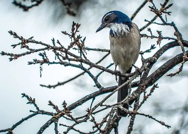 Exploratory Park Brent Cross Town