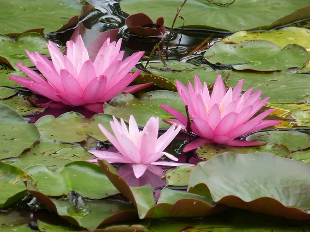 Reinstein Woods Nature Preserve