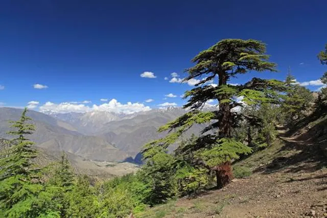 Chitral Gol National Park