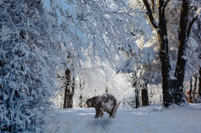 Black Bear Snow Tubing