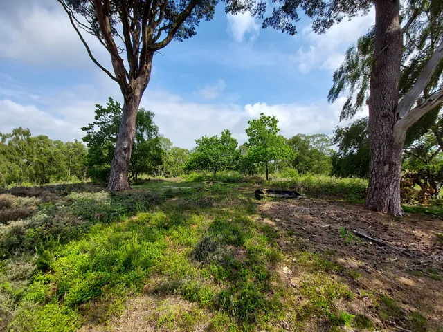 Cannock Chase Country Park