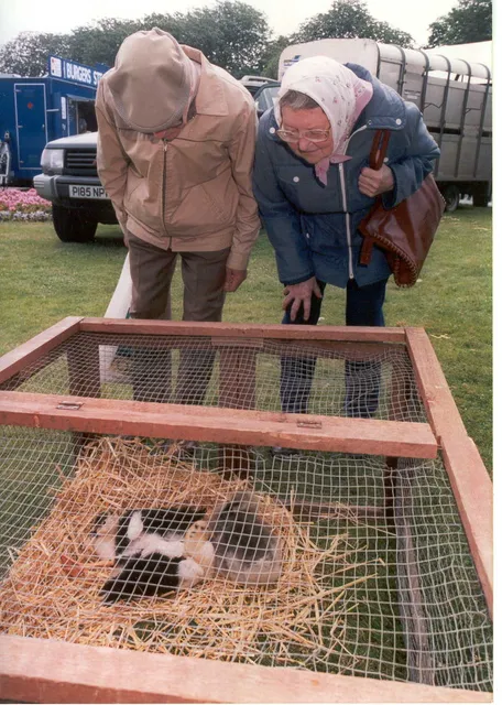 Miller's Ark Animals