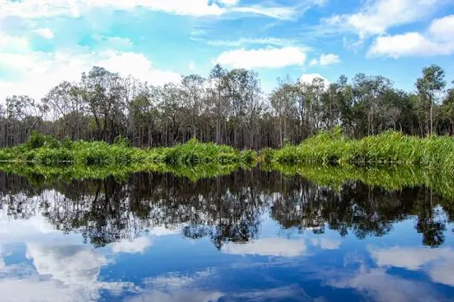 Sebangau National Park