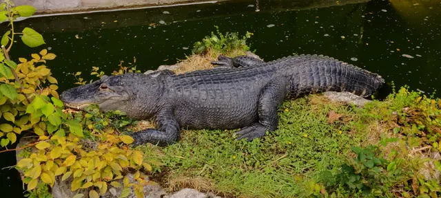 Reptilienzoo Königswinter