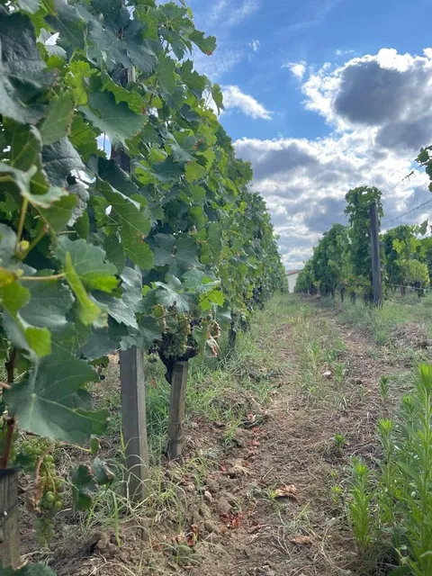 Château La Gaffelière