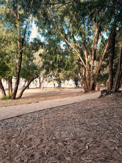 Urban Forest of Saïdia