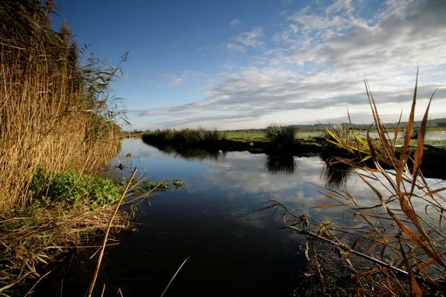 RSPB Exminster and Powderham Marshes