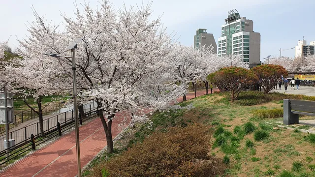Seongnaecheon Stream