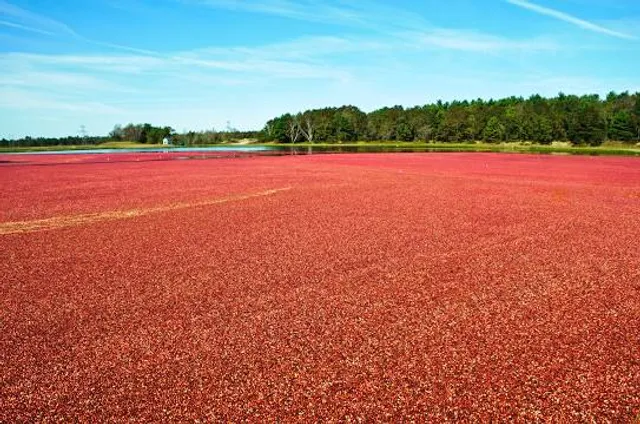 Cranberry Bog Nature Preserve