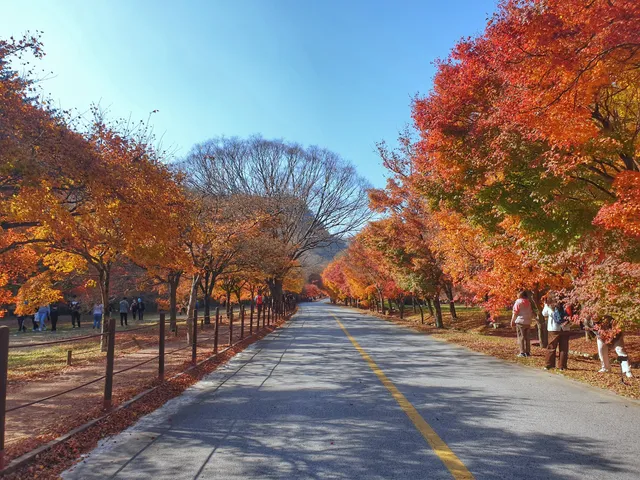내장산 단풍생태공원
