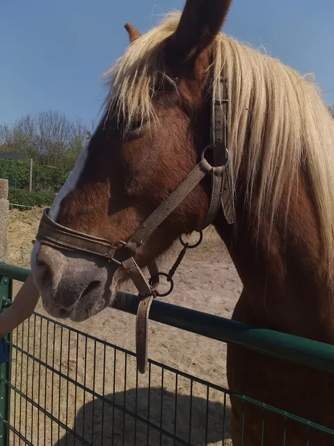 Educational farm Lion Park