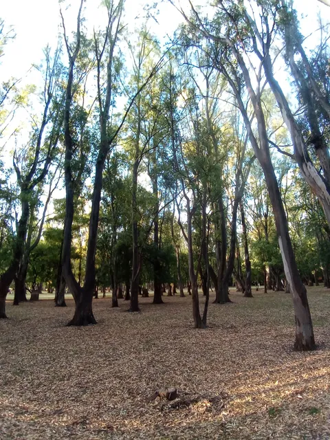 Sendero del Molle - Carhué