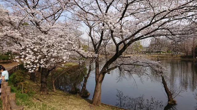 Koaze Waterfowl's Hometown Park