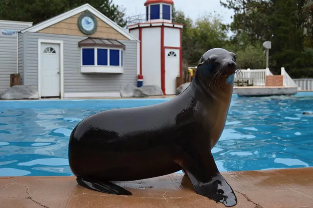 Oceans of Fun with Ocean Connections