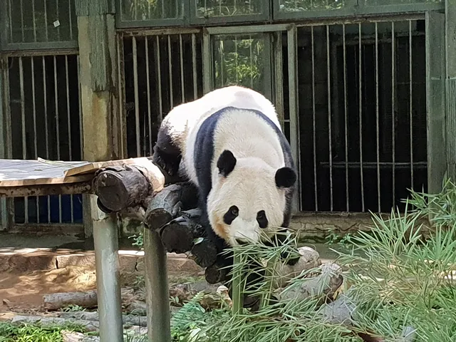 Fuzhou Panda World