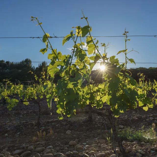 Caves Clément, Domaine des Garriguettes