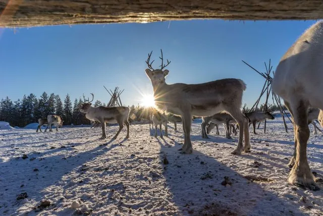Kopara Reindeer Park