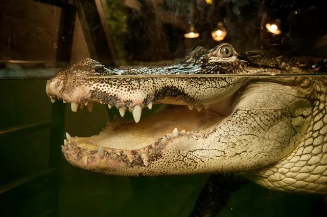 Little Ray's Nature Centre