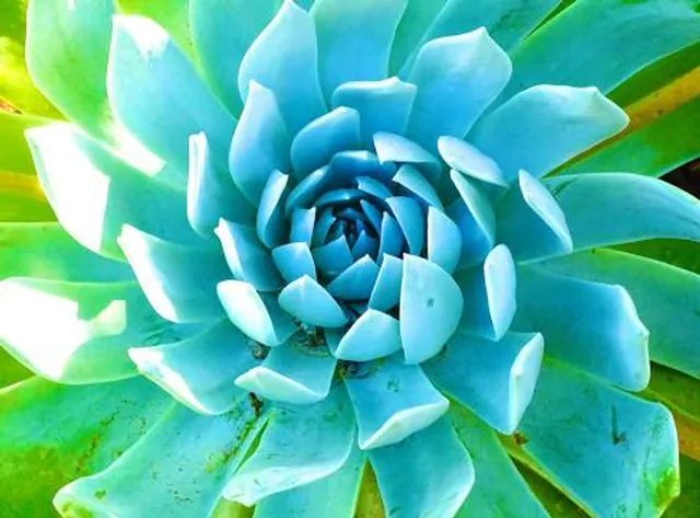 The Ruth Bancroft Garden & Nursery