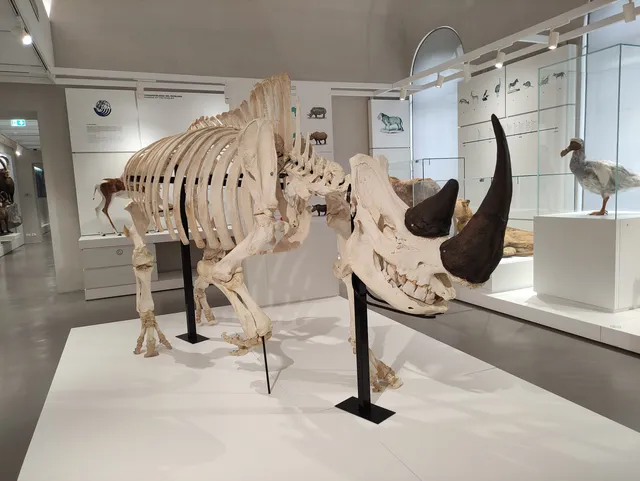 Kosmos Museo di Storia naturale di Pavia