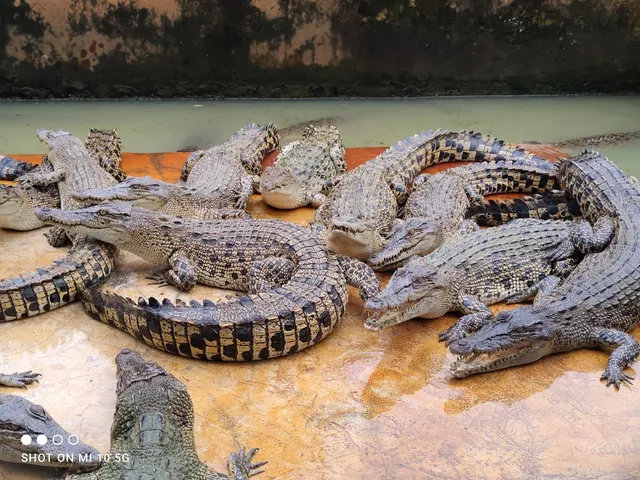 Penangkaran Buaya Asam Kumbang