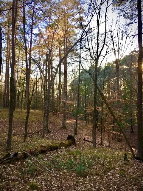 Sabine National Forest