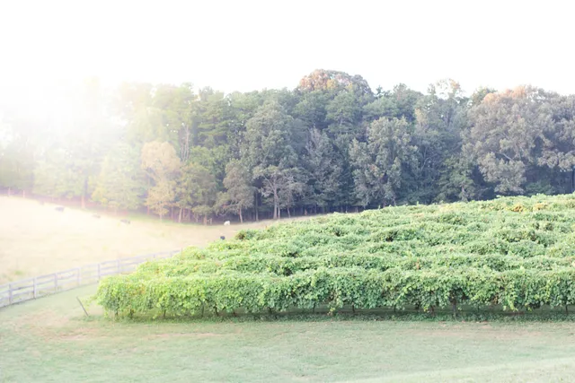 Cavender Creek Vineyards