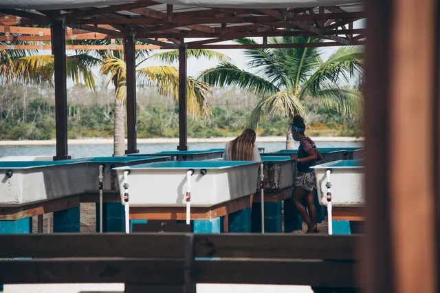 Coral Vita Grand Bahama Coral Farm