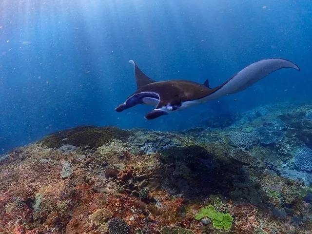 Aquaman Snorkeling Trip