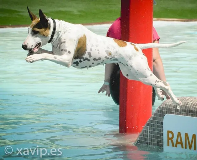 Aquatic park for dogs Can Jané