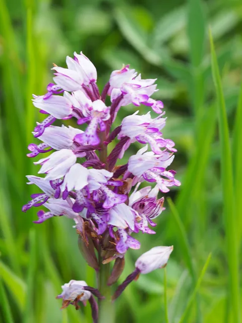 Orchideeëntuin Gerendal