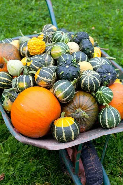 MIKROKOSMOS Park Edukacyjny