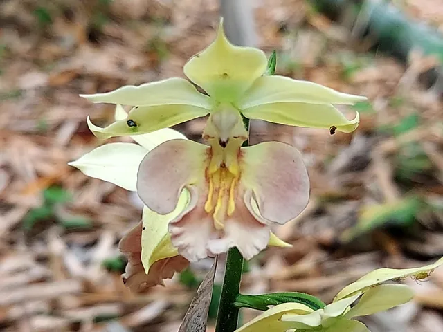 Fujisawa Calanthe and Goldband Lily Garden