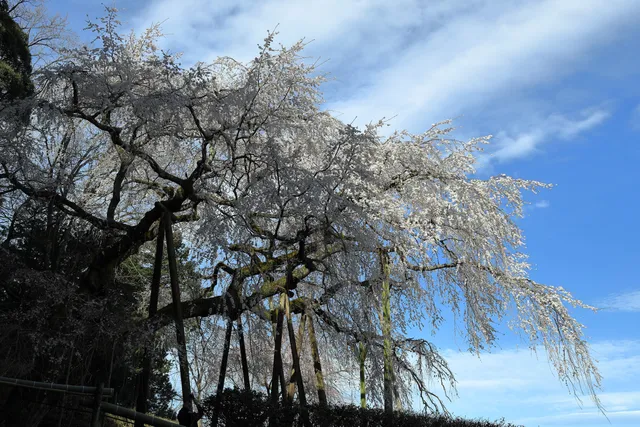 Okuyamada weeping cherry tree