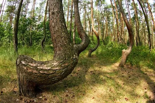 Crooked Forest in Poland