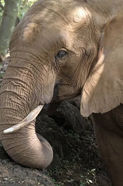 Dinosaurierpark Teufelsschlucht