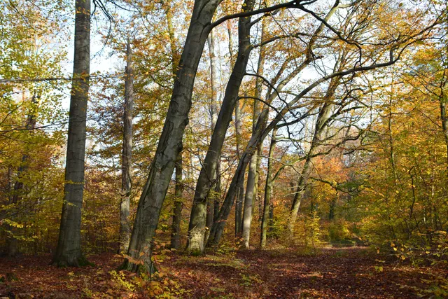 Rezerwat przyrody Buczyna